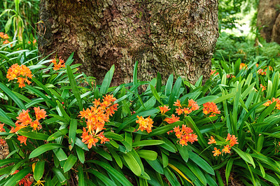 Buy stock photo Orange bush lilies growing near a tree trunk in spring. Nature landscape of indigenous clivia lily flowers blooming in green nature. Popular native South African plant in a lush garden foliage