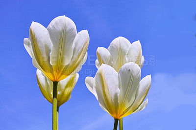 Buy stock photo Flowering white tulip plants opening up and blooming against clear blue sky copy space outside. Flourishing and brightening a field. Beautiful white flowers growing and flourishing outdoors in summer