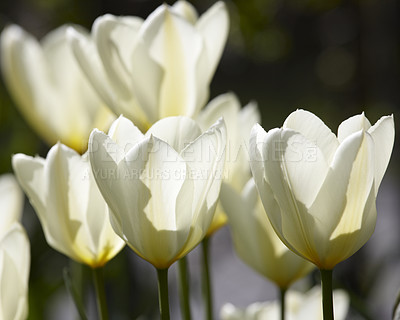 Buy stock photo Background of white tulip flowers growing in a garden outside in spring with copy space. Beautiful delicate bulb plants in a backyard or botanical farm in Netherlands. Peaceful nature of soft petals