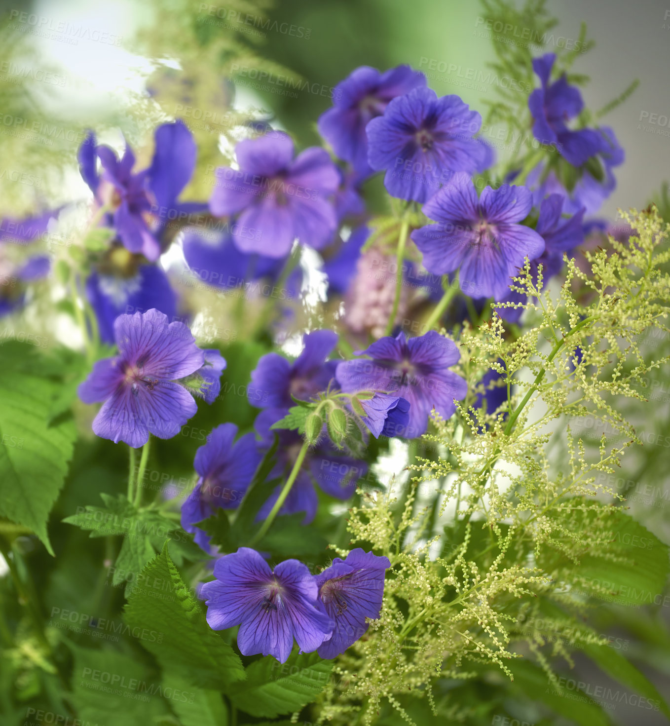 Buy stock photo Purple cranesbill flowers growing in a garden. Closeup of bright geranium perennial flowering plants contrasting in a green park. Colorful gardening blossoms for outdoor backyard decoration in spring