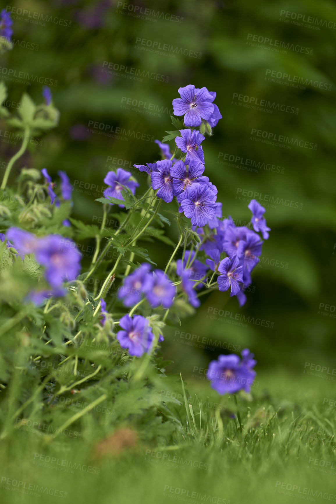 Buy stock photo Close up of purple geraniums blossoming in the green grass with blurred green background. Stunning bunch of bright meadow flowers growing on the forest edge. Native woodland plant blooming in spring