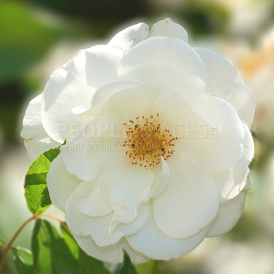 Buy stock photo A photo of a beautiful rose in the garden