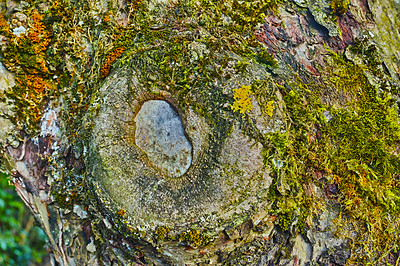 Buy stock photo Tree with green moss growing on trunk in a remote environment in nature. Macro view of detail, textured algae spreading, covering a wooden trunk in a remote nature environment landscape