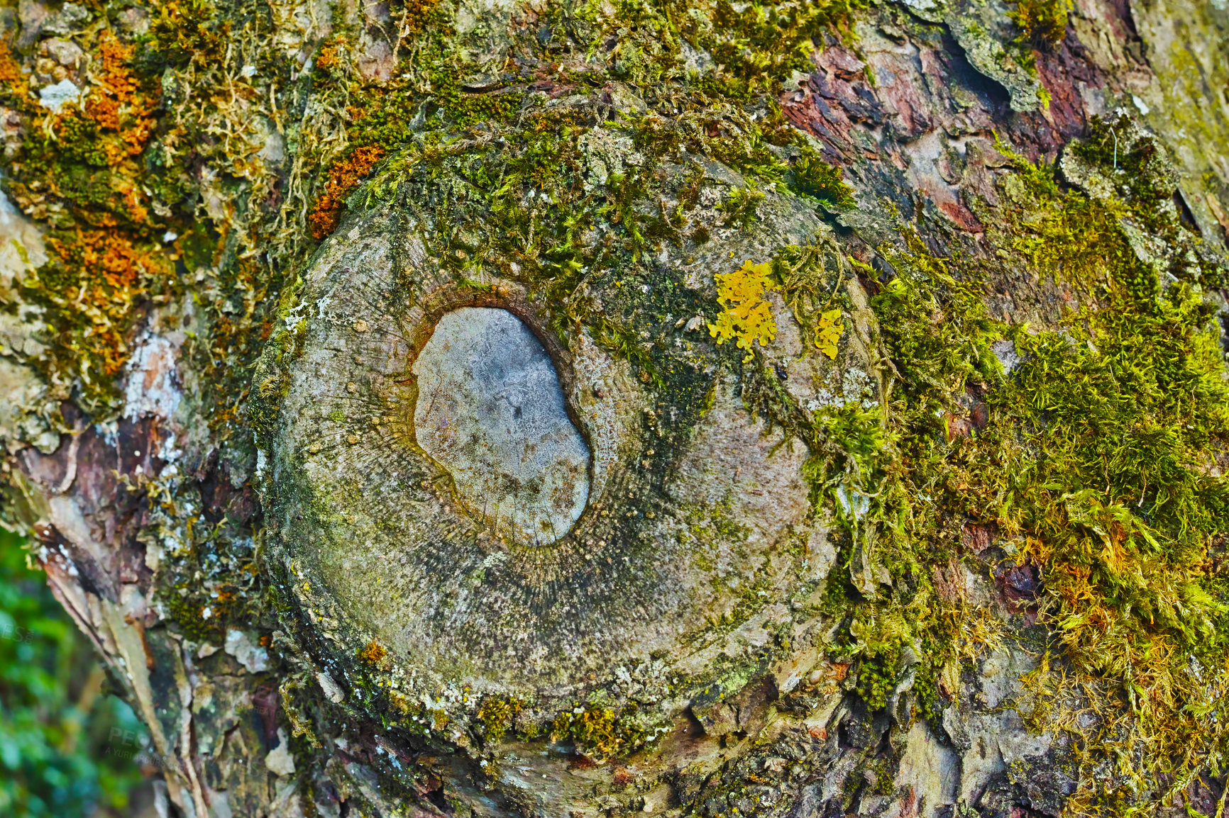 Buy stock photo Tree with green moss growing on trunk in a remote environment in nature. Macro view of detail, textured algae spreading, covering a wooden trunk in a remote nature environment landscape