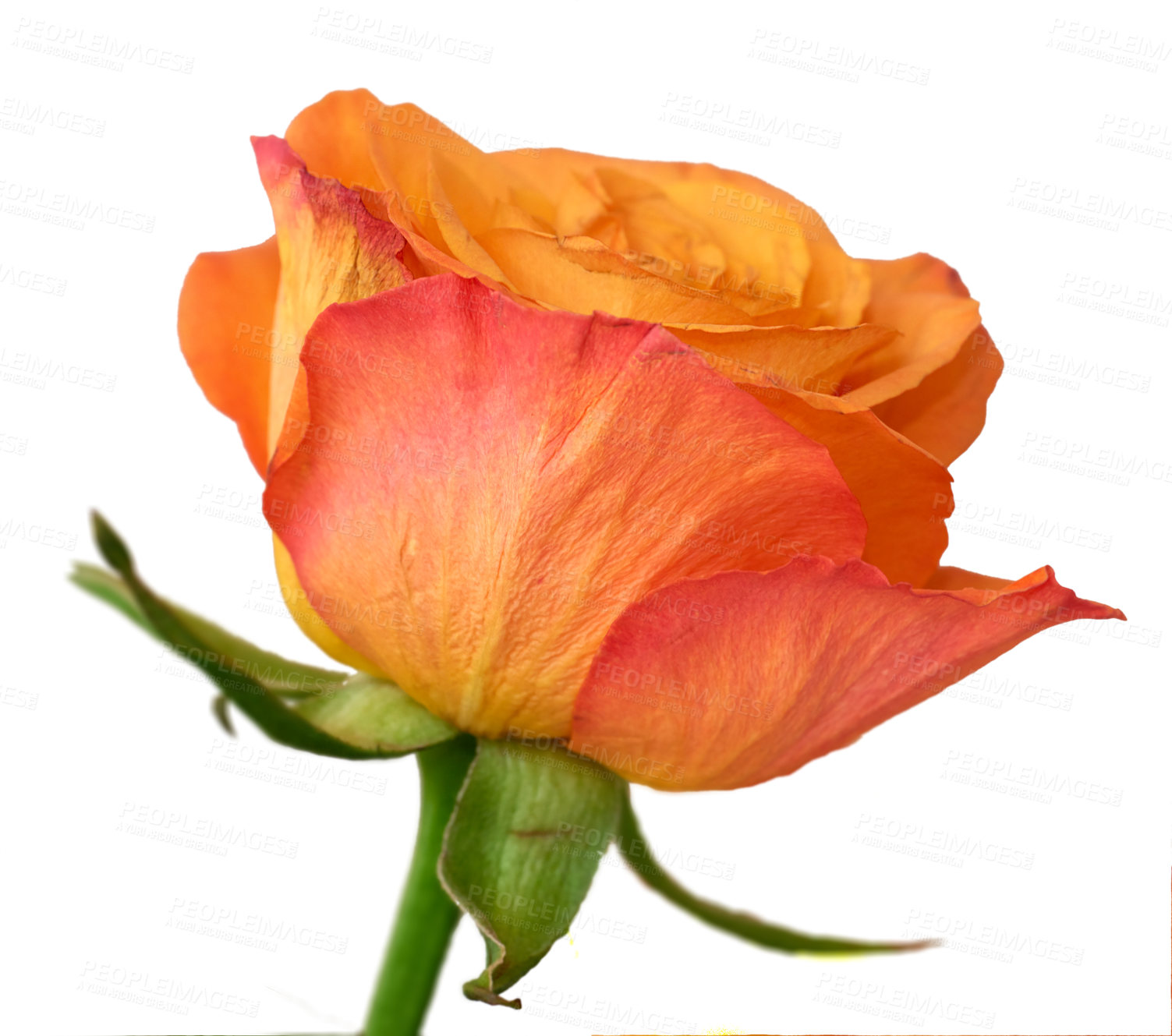 Buy stock photo A photo of a beautiful rose