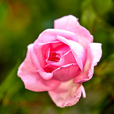 Buy stock photo A photo of a beautiful rose in the garden