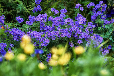 Buy stock photo Closeup of purple Geranium flowers growing in a green garden with bokeh. Macro details of vibrant flowers in harmony with nature, tranquil wild plants in a zen, quiet and calm backyard