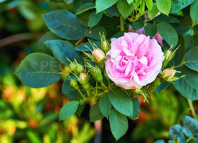 Buy stock photo Beautiful pink rose flower growing in a garden. Closeup of bright geranium perennial flowering plants contrasting in a green park. Colorful gardening blossoms for outdoor decoration in spring