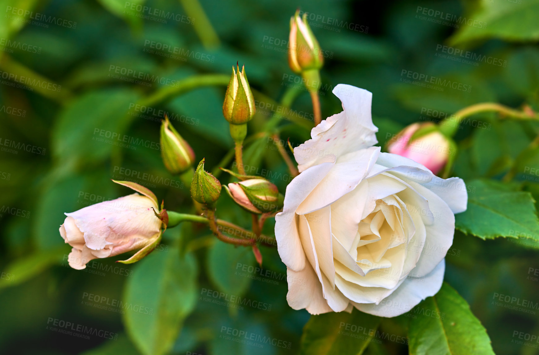 Buy stock photo A photo of a beautiful rose