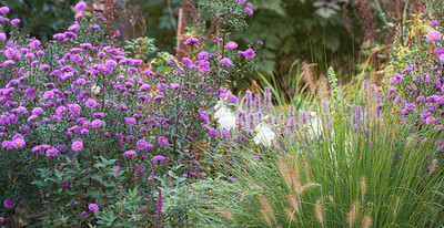 Buy stock photo A series of beautiful garden photos