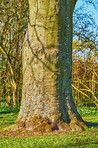 Huge tree in my garden - early spring