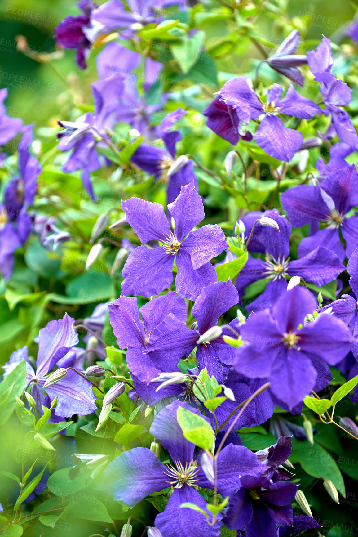 Buy stock photo Colorful purple flowers growing in a garden on a sunny day. Closeup of beautiful virgin's bower or italian leather plants from the clematis species with vibrant violet petals blossoming in spring