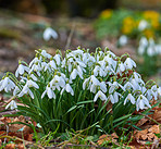 Common snowdrop - Galanthus nivalis 