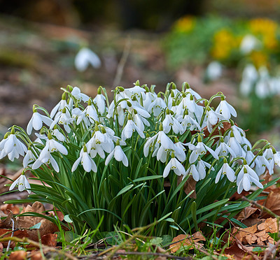 Buy stock photo Galanthus nivalis was described by the Swedish botanist Carl Linnaeus in his Species Plantarum in 1753, and given the specific epithet nivalis, meaning snowy (Galanthus means with milk-white flowers). This narrow-leaved snowdrop, with its delicate white hanging flowers, has become very popular in cultivation and is commonly planted in gardens and parks. It is now a familiar sight even in the British Isles and northern France where it is not native.
Snowdrops and their bulbs are poisonous to humans and can cause nausea, diarrhoea and vomiting if eaten in large quantities.