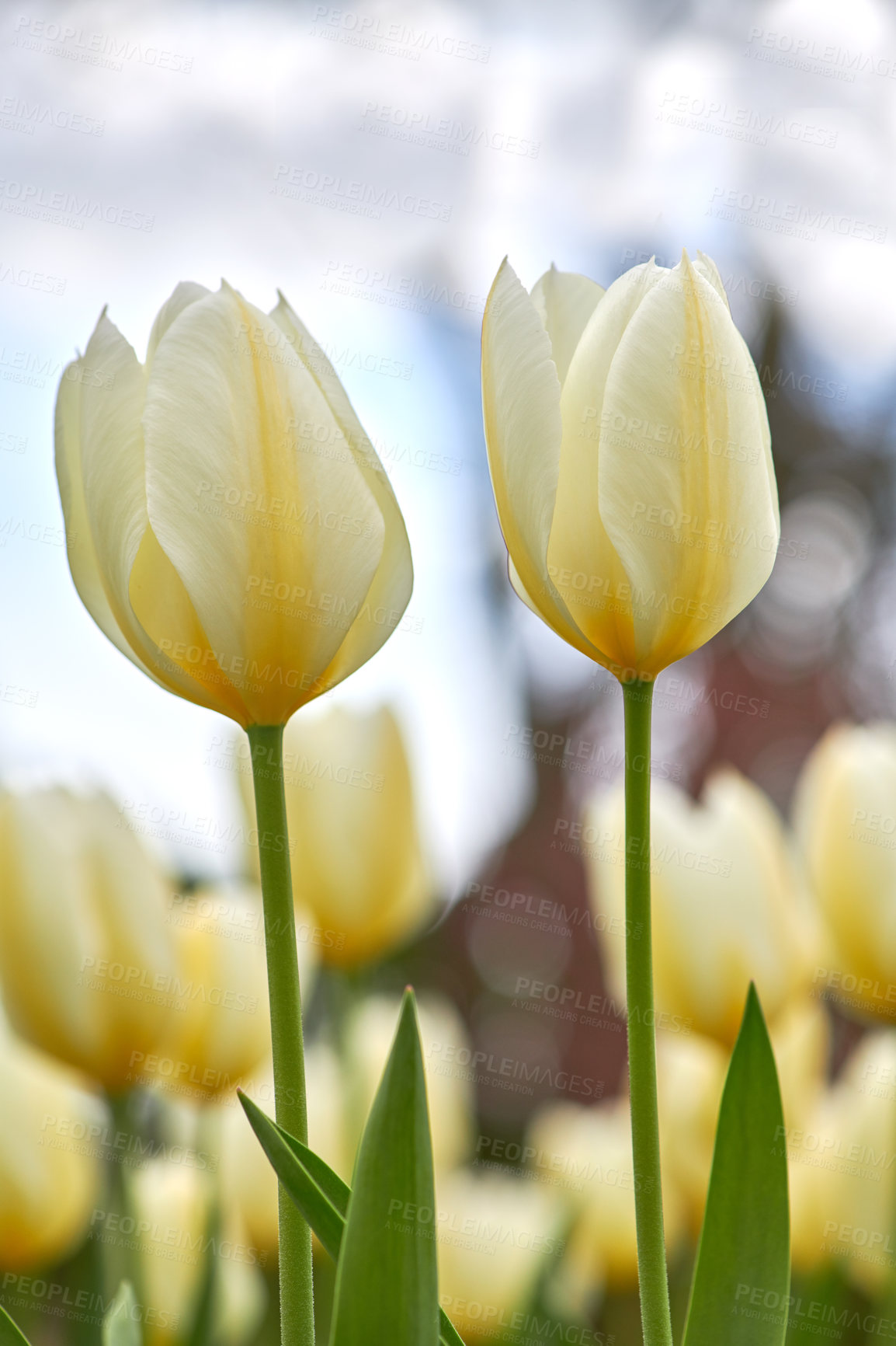 Buy stock photo White and yellow garden tulips growing in spring. Closeup of didier's tulip from the tulipa gesneriana species with vibrant petals and green stems. Blossoming bouquet symbolizing hope and happiness