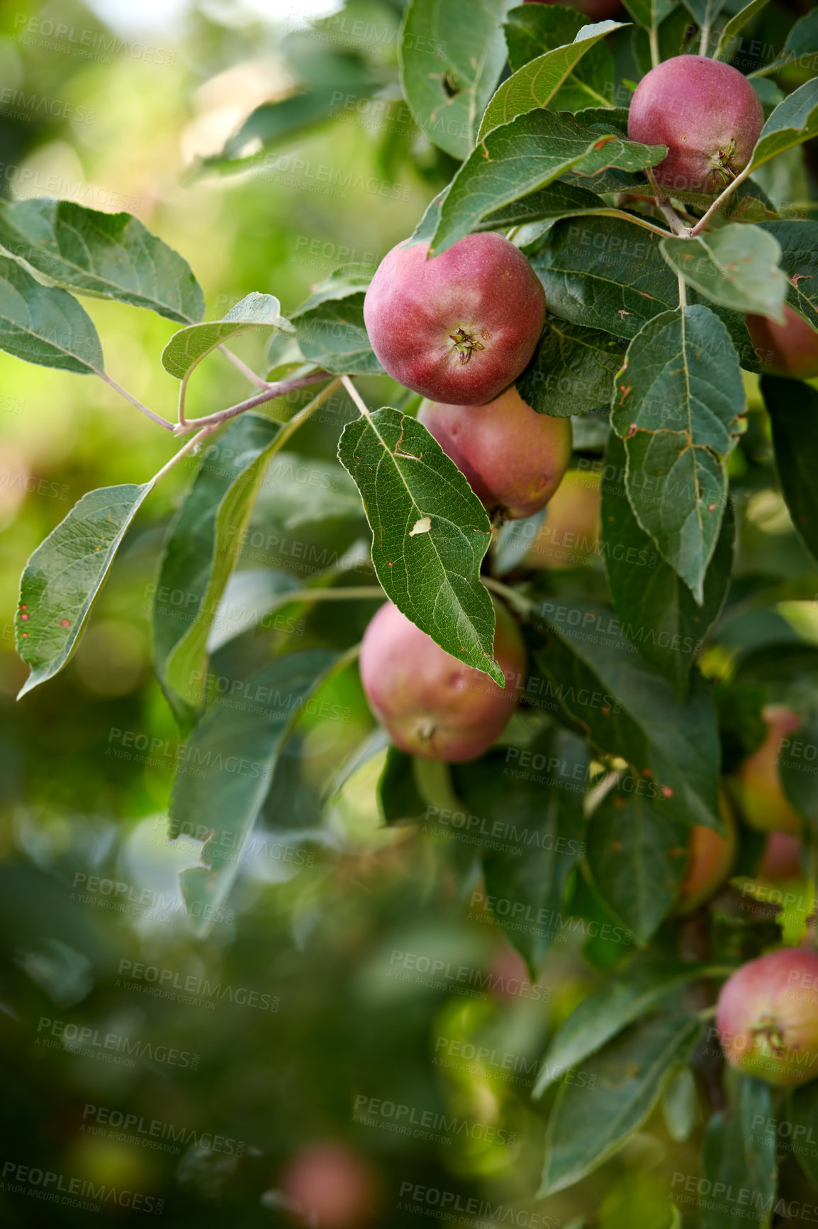 Buy stock photo Red apples growing on trees in an orchard outdoors. Closeup of ripe, nutritious and organic fruit cultivated for harvest on a farm or plantation. Delicious fresh produce ready to be picked in nature