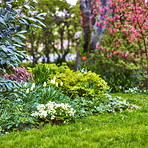 White tulips in the garden