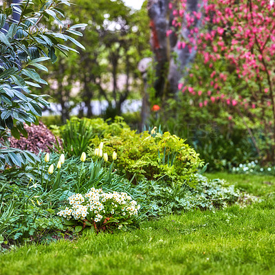 Buy stock photo Flora growing and blooming in a secluded park or field. Beautiful white tulips in the backyard garden in summer. Scenic landscaping of flowers, plants, and greenery on an empty lawn in spring. 