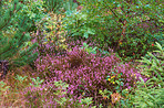 Blooming heather