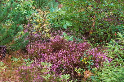 Buy stock photo Scotch heather flowers growing in a forest with pine trees and other plant species. Lush green field with various flowering bushes in a garden. Overgrown wild shrubs growing and flowering in nature