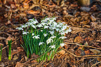 Common snowdrop - Galanthus nivalis 