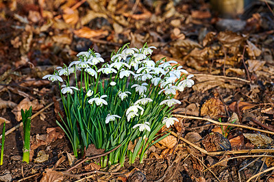 Buy stock photo Galanthus nivalis was described by the Swedish botanist Carl Linnaeus in his Species Plantarum in 1753, and given the specific epithet nivalis, meaning snowy (Galanthus means with milk-white flowers). This narrow-leaved snowdrop, with its delicate white hanging flowers, has become very popular in cultivation and is commonly planted in gardens and parks. It is now a familiar sight even in the British Isles and northern France where it is not native.
Snowdrops and their bulbs are poisonous to humans and can cause nausea, diarrhoea and vomiting if eaten in large quantities.