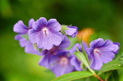 Buy stock photo Purple Cranesbill flowers growing in a garden. Closeup of bright geranium perennial flowering plants contrasting in a green park. Colorful gardening blossoms for outdoor backyard decoration in spring