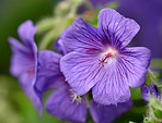 Blue Geranium