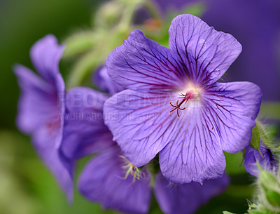 Buy stock photo Closeup of a purple Cranesbill flower growing in a garden. Beautiful details of a colorful geranium flowering plant with pretty patterns on petals. Gardening blossoms for outdoor decoration in spring