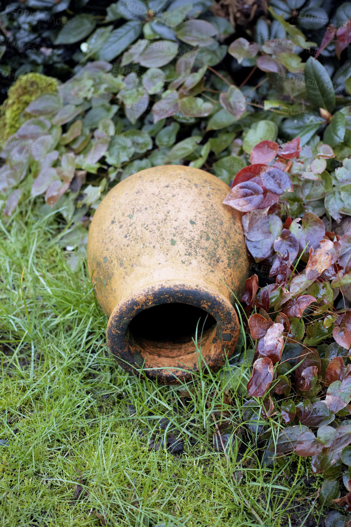 Buy stock photo A single, old, vintage and decorative ceramic pot lying on long, uncut green grass in a domestic garden outdoors. Rustic outdoor decoration, neglected and left to weather outside in the yard