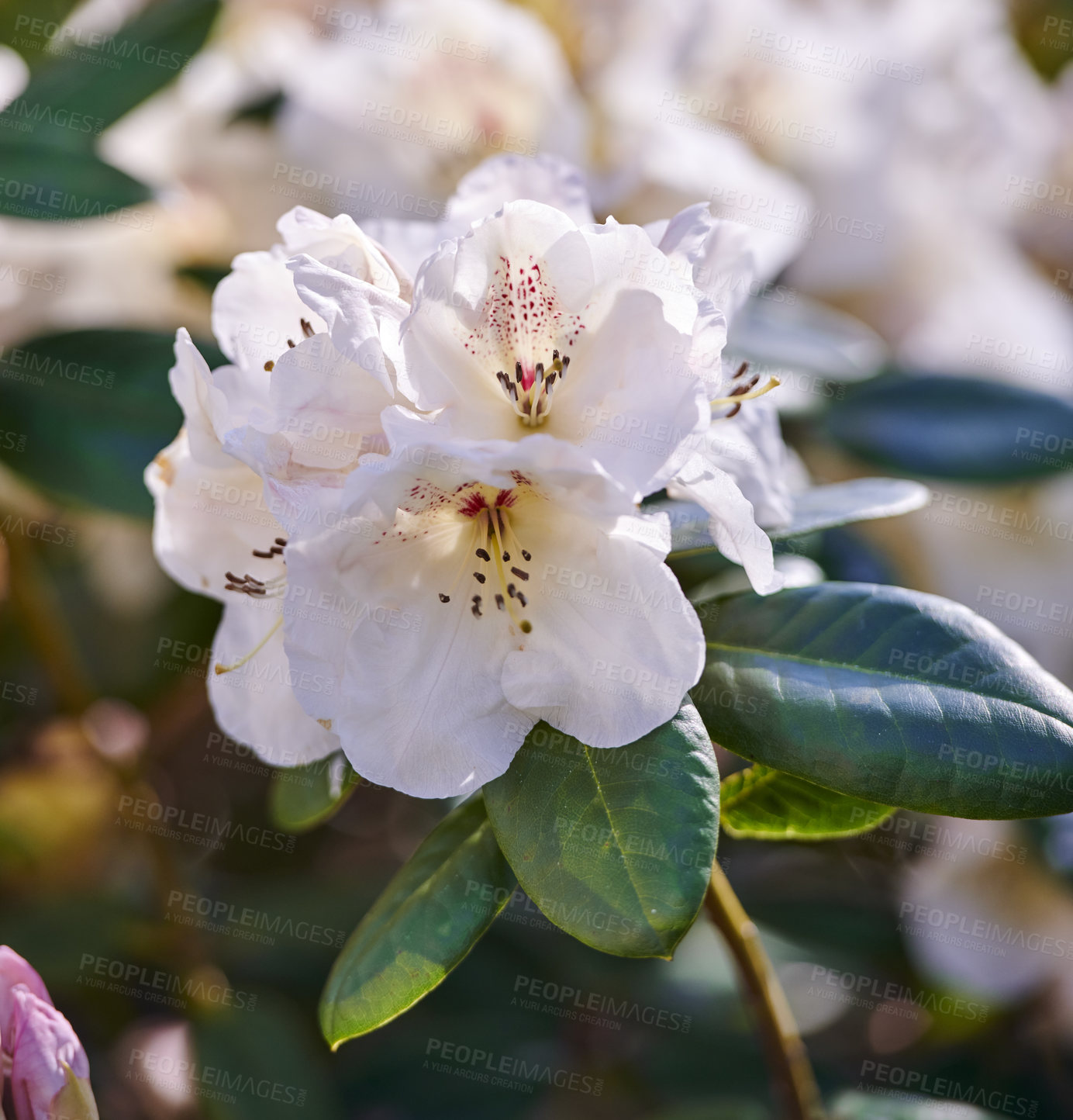 Buy stock photo White Rhododendron Flowers