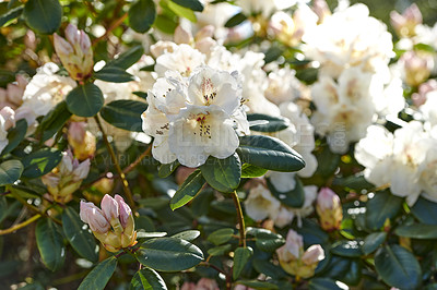 Buy stock photo Rhododendron Flowers in my garden