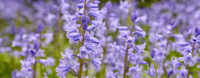 Buy stock photo Closeup of beautiful Scilla Siberica bloom growing in their natural environment outdoor in nature. A colorful garden of purple plants in spring. View of vibrant bluebell flowers on a bright day