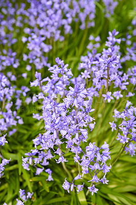 Buy stock photo Colorful purple flowers growing in a garden. Closeup of beautiful spanish bluebell or hyacinthoides hispanica foliage with vibrant petals blooming and blossoming in nature on a sunny day in spring