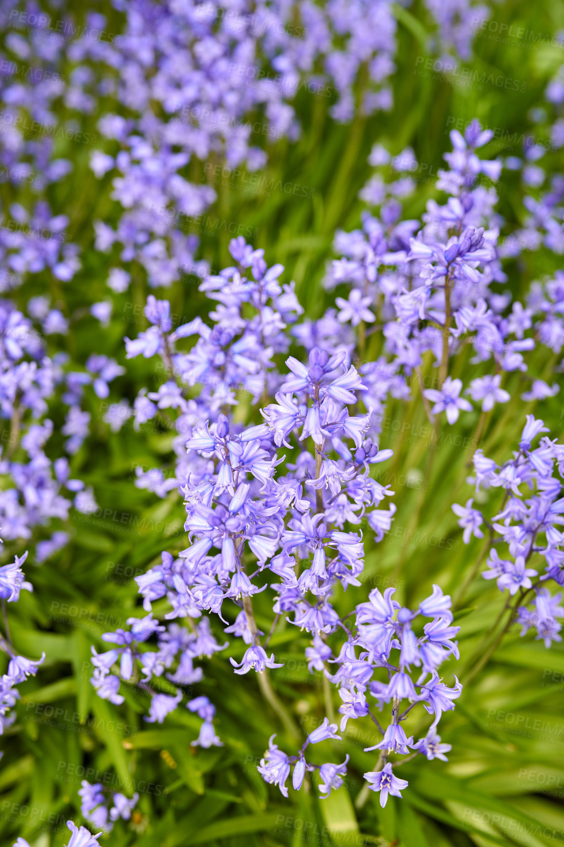 Buy stock photo Colorful purple flowers growing in a garden. Closeup of beautiful spanish bluebell or hyacinthoides hispanica foliage with vibrant petals blooming and blossoming in nature on a sunny day in spring