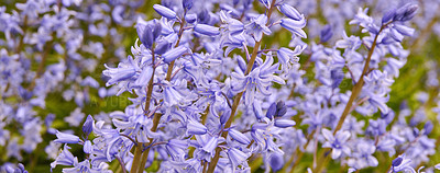 Buy stock photo Wallpaper of delicate blue flowers in a field in spring with copy space. Closeup landscape of nature and plant view of bluebells or indigo hyacinths growing in a lush meadow or backyard garden.