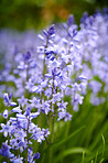 Bluebells in my garden