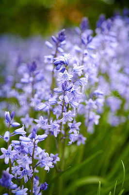 Buy stock photo Beautiful blue flowers blooming in late Spring with green stems. An isolate relaxing peaceful garden to admire pretty colourful plants also known as Scilla siberica. Purple floral garden arrangement 