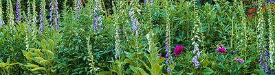 Buy stock photo Closeup of a beautiful and colorful garden in a park or backyard. Vibrant flowers blossoming, blooming and flowering in a nature conservation area for various natural plant species