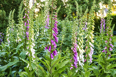 Buy stock photo Closeup of beautiful purple common foxglove flowers blooming outdoors in a front or backyard on a sunny spring day. Isolated in a peaceful garden, symbolizing calm and graceful nature during summer