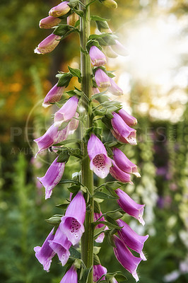 Buy stock photo Closeup of beautiful Foxgloves growing in a forest with copy space and bokeh. Zoom in on pink flowers sprouting from branch in forest. Macro details of harmony in nature with zen and soothing beauty