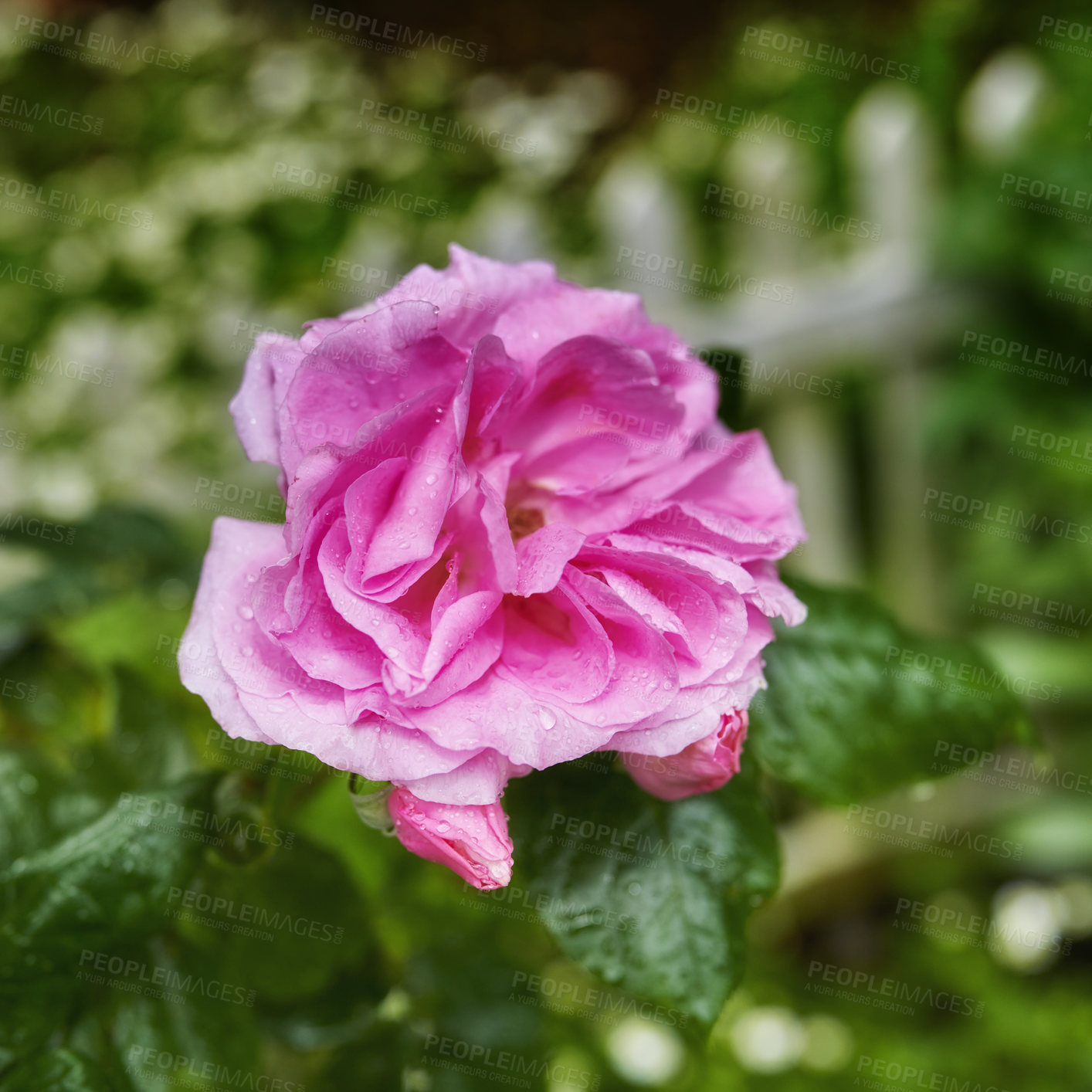 Buy stock photo A photo of a beautiful rose in the garden