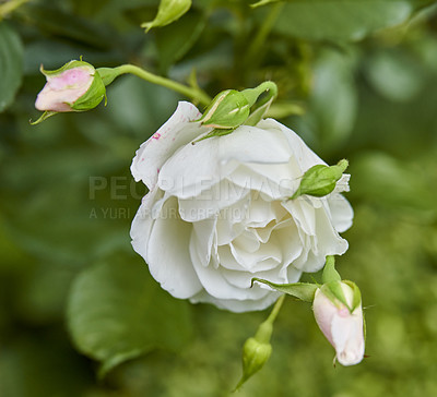 Buy stock photo A photo of a beautiful rose