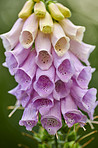 The foxgloves in the garden