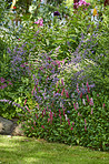 Garden dreams