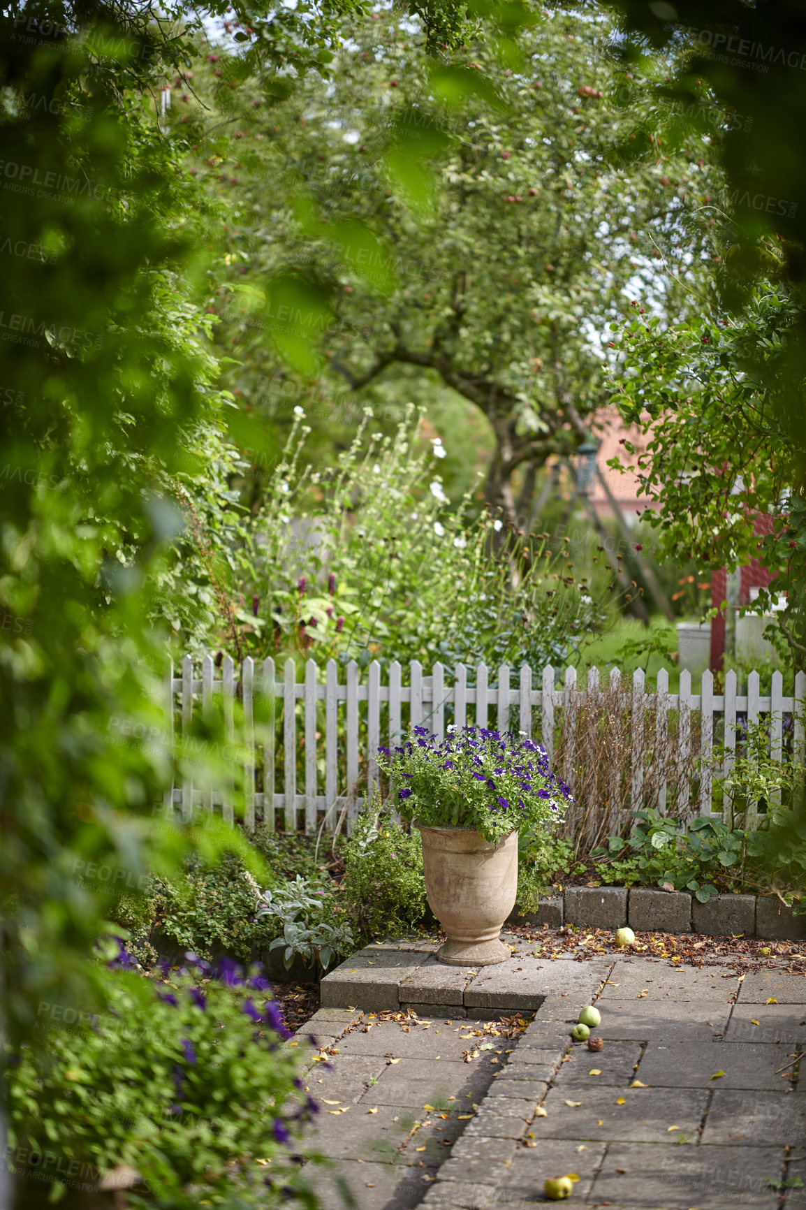 Buy stock photo Flower pot with petunias growing near a white picket fence backyard or home garden in autumn on a patio. Beautiful flowering plant blooming in a yard outdoors. Lush plants and fallen leaves outside