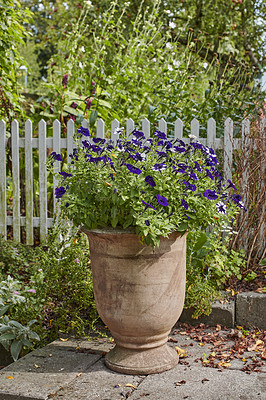 Buy stock photo Flower pot with petunias growing in a white picket fence backyard or home garden in autumn on a patio. Beautiful flowering plant blooming in a yard outdoors. Lush plants and fallen leaves outside