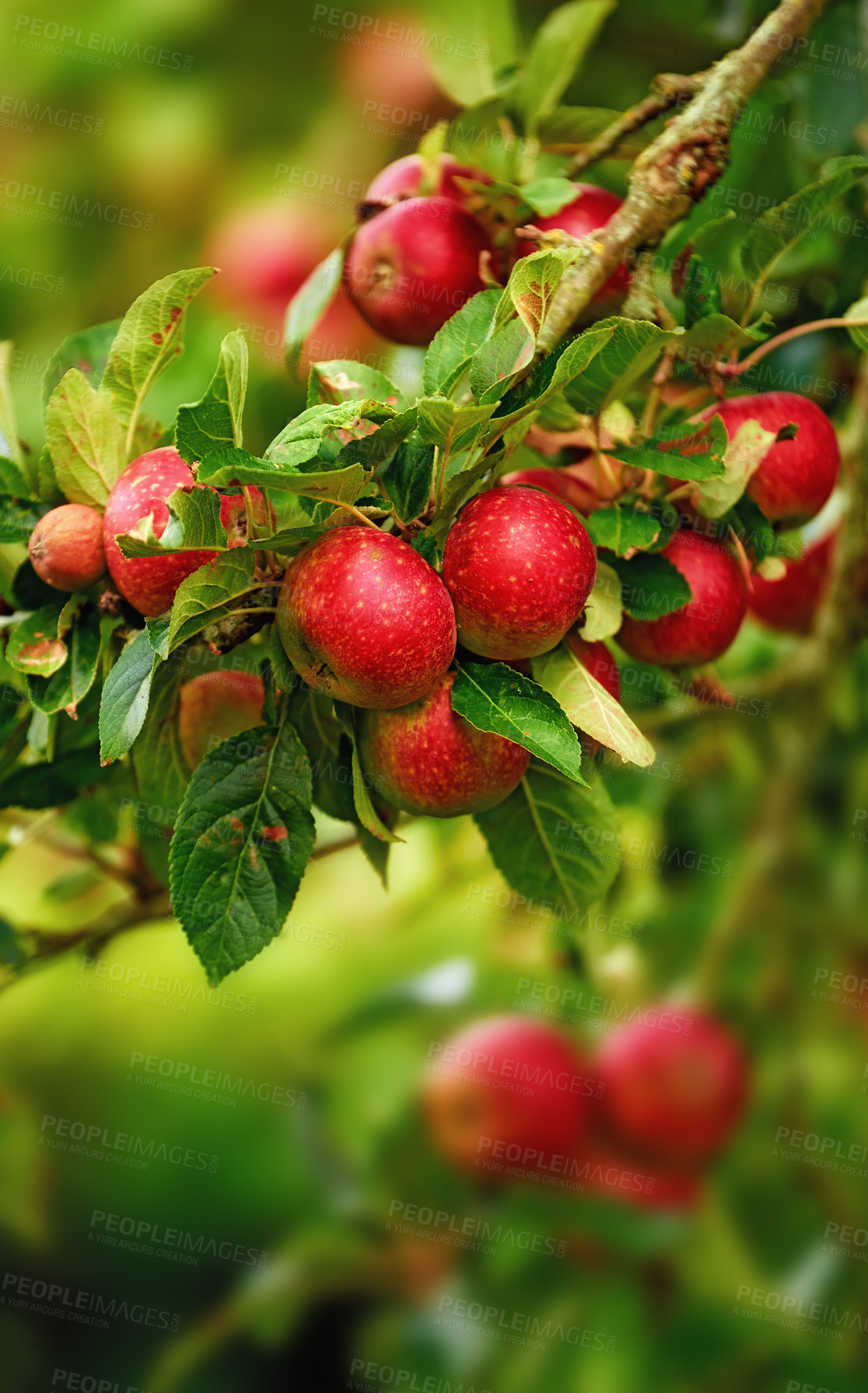 Buy stock photo Fresh apples in natural setting