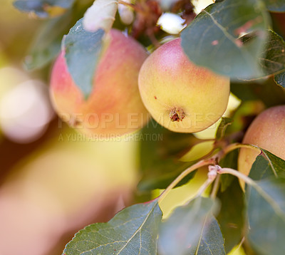 Buy stock photo Fresh apples in natural setting