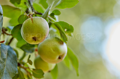 Buy stock photo Fresh apples in natural setting